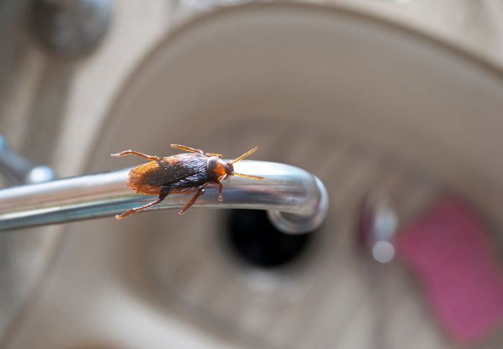 Horizontal photograph of a roach on a kitchen water faucet.